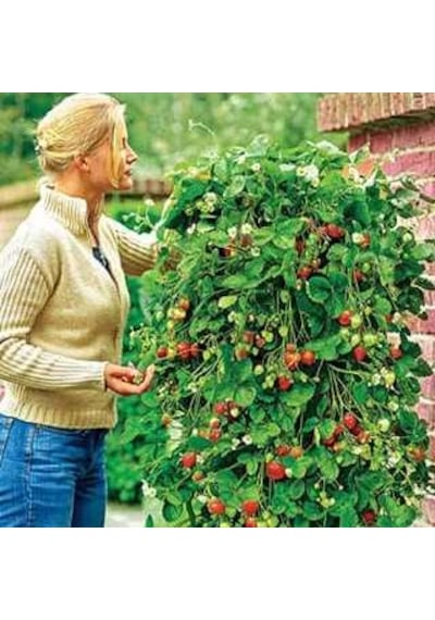İthal Alman Çilek Ağacı Tohumu Ekim Seti 10 Tohum +Saksı+ Toprak