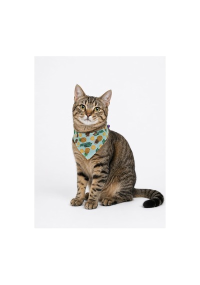 Desenli Bandana Kedi Tasması 4'lü Tam Set