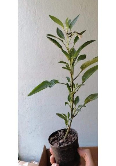 Saksıda Pepino Fidan Paketi 5 Adet