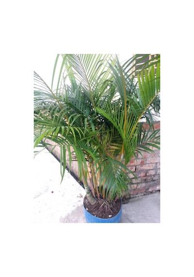 Videolu Areca Palmiyesi Dağ Palmiyesi 1 Adet Saksılı/tüplü 70-80cm Ev Ofis Bitki Dypsis Lucentes