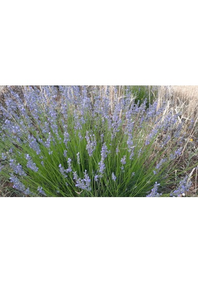 Bahçe Tipi Lavanta Fidanı 3 Adet 15-25 Cm İntermedia N11.23105