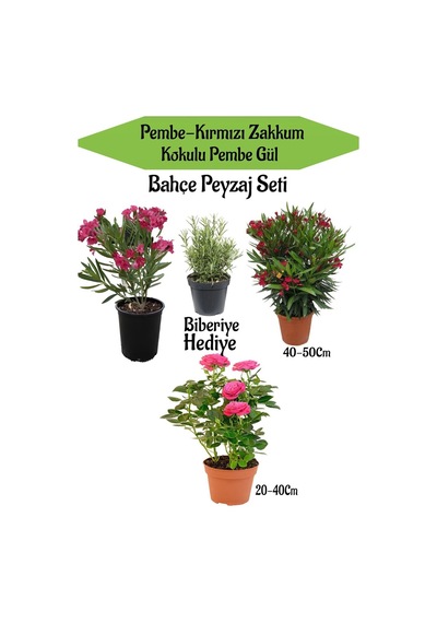 Avantajlı Bahçe Peyzaj Seti 1 Adet Pembe 1 Adet Kırmızı Zakkum 1 Adet Pembe Gül Fidanı Biberiye
