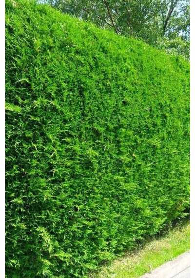 Videolu Leylandi Çit Çamı 20-40 Cm 2 Adet Tüplü Dış Mekan Bitkisi Cupressocyparis Leylandii