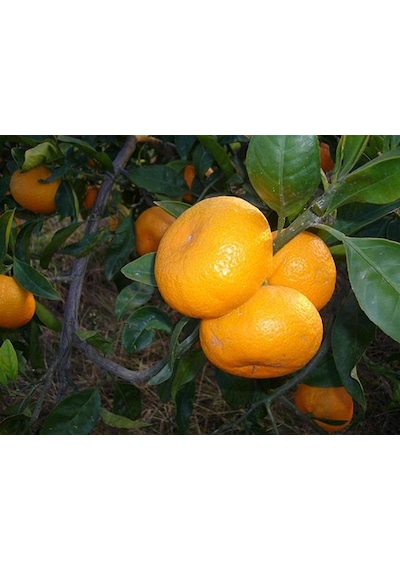Tüplü Aşılı Saksılık Bodur Miho Wase Mandalina Fidanı 2 Yaş 40-60
