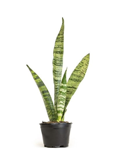 Yeşil Kılıç Paşa Kılıcı Çiçeği Dolgun Yapılı, 20-40cm, Ev Ve Ofis İçin