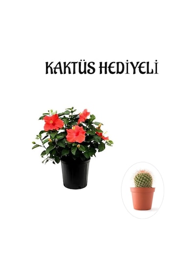 Kadınlar Gününe Özel Kırmızı Renk Japon Gülü Çiçeği Kaktüs Hediyeli