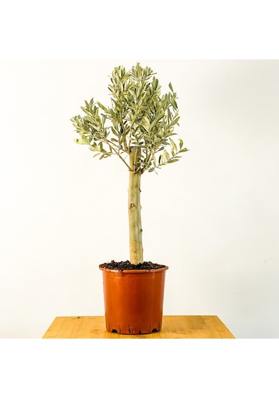 Bonsai Zeytin -  Salon Ofis Bitkisi 6128
