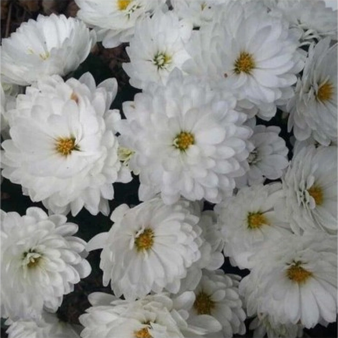Beyaz Renk Kasımpatı Çiçeği Fidanı 10-20 Cm White Chrysanthemum