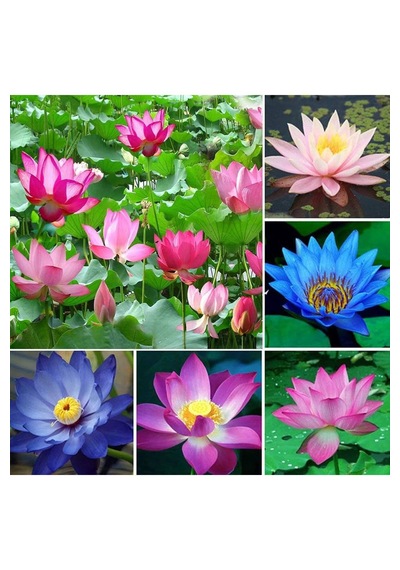 4 Adet Karışık Renklerde Lotus Nilüfer Çiçeği Tohumu Çiçek