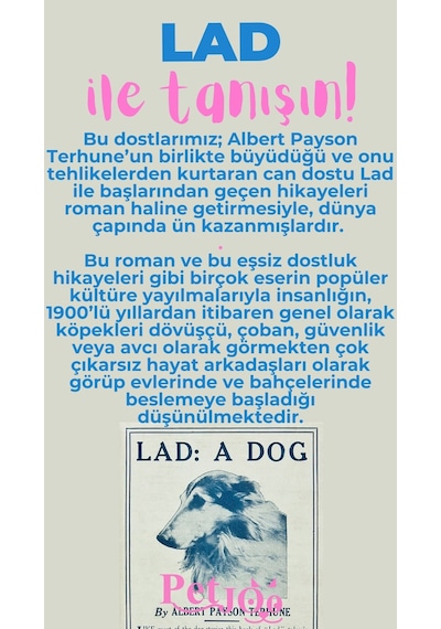 Petjoo 23.Lad Pembe-Mavi Qr'lı Köpek Künyesi