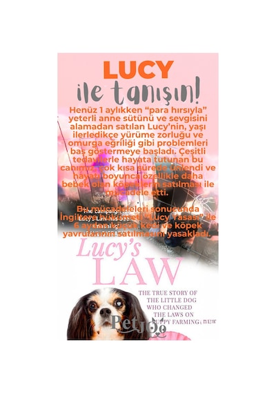 Petjoo 11.Lucy Gri-Turuncu Qr'lı Köpek Künyesi