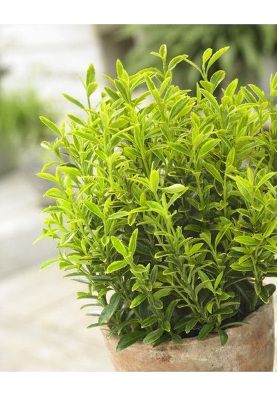Bonsai Euonymus Microphyllus Aurea 5 Adet