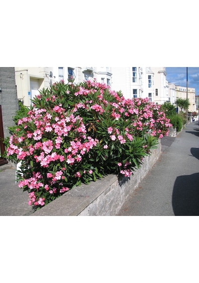 Zakkum - Nerium Oleander 3 Adet