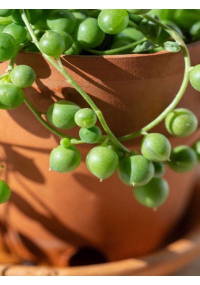 Videolu Tesbih Boncuk Çiçeği 1 Adet Saksılı 20-40 Cm Iç Mekan Bitkisi Senecio Rowleyanus