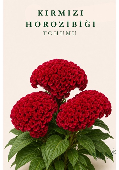 Kırmızı Horozibiği Çiçeği Tohumu 25 Ad Çiçek Tohumu