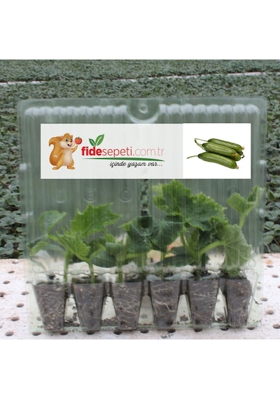 Fide Sepeti Silor Salatalık Fidesi (6Lı Ambalaj) 337844069