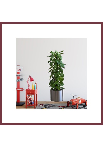 Storeşahin Saksılı Bitki Tasarımlı Yapışkanlı Sticker Resim 90 30 Cm Mc-665 Shn0720 Çok Renkli