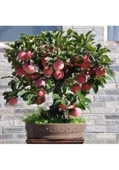 20 Adet Tohum Nadir Amasya Elma Bonsai Tohumu Organik Doğal Tohum Köy Elması Saksı Toprak Hediye