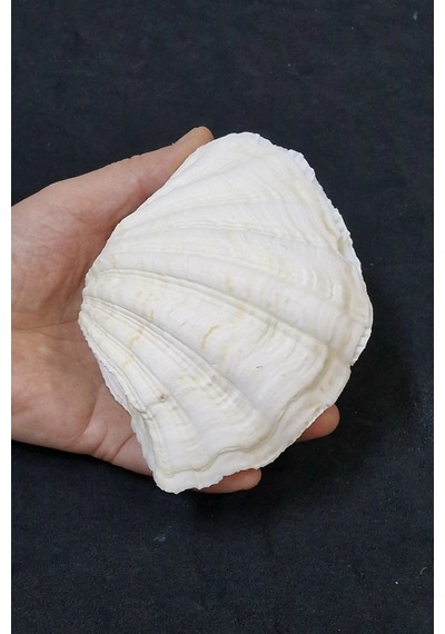 İki Parçalı Deniz Kabuğu Tridacna Gigas 30-p2