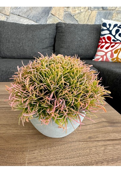 Premium Yapay Saksılı Çim Bitki - Dekoratif Ev Ofis Aksesuarı 13x16 Cm Bej