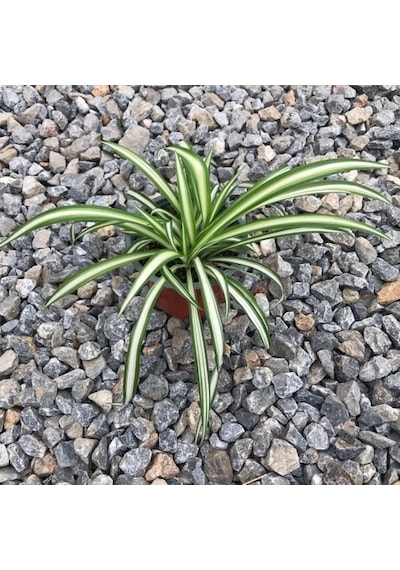 Kurdela Çiçeği 10-20 Cm