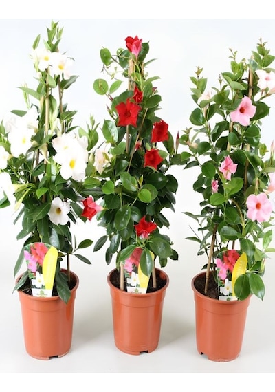 Karışık Renkli Mandevilla Sarmaşık Bitkisi 30 60 Cm Pembe, Kırmızı Ve Beyaz Çiçekli