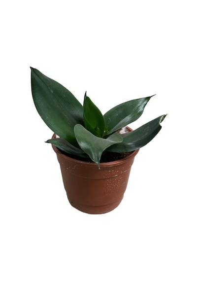 Sansevieria (Paşa Kılıcı) (4'lü Set) Ø12 CM Y15-20 CM