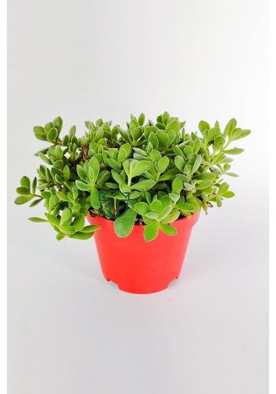 Crassula Rogersii Sarkan Sukulent Minik Yeşil Kadife Yapraklı 8.5