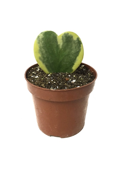 Hoya Kerrii 'Variegata' (Mum Çiçeği) Ø5,5 CM Y0-10 CM