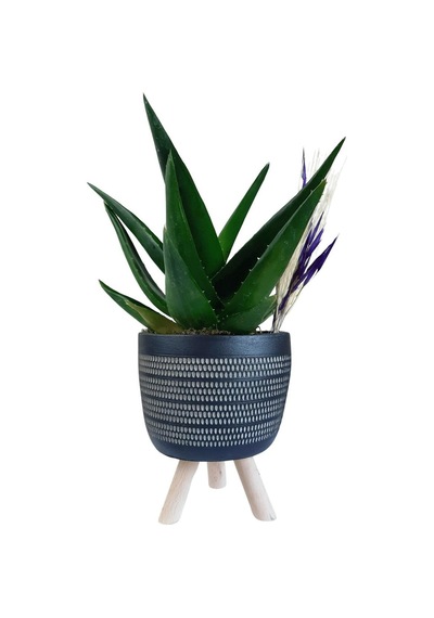 Sukulent Aloe Brevifolia Ayaklı Saksıda Siyah