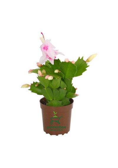 Yılbaşı Kaktüsü Beyaz Renk Yılbaşı Çiçeği 10-15cm White Schlumbergera