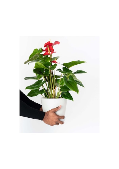 Anthoryum  - Flamingo Çiçeği (Anthurium) 40 cm
