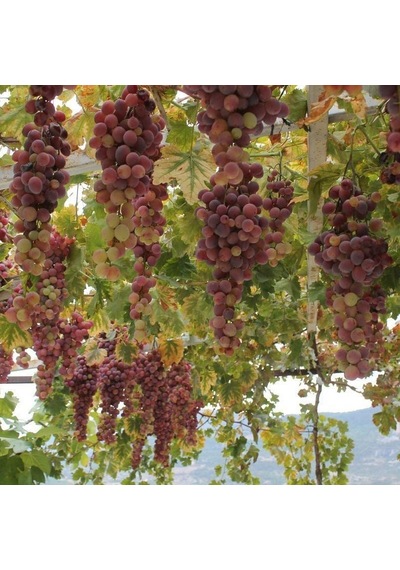 Tüplü Nadir Yöresel Kışlık Margaz Üzümü Fidanı