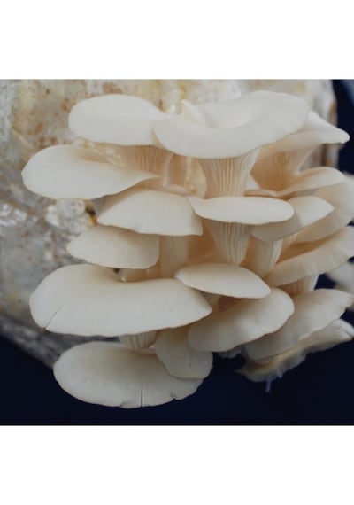 Istiridye Mantar Tohumu 6 Kg