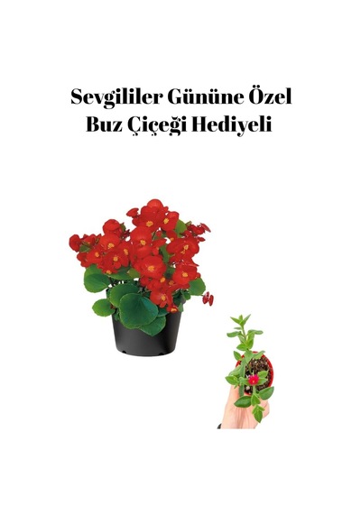 Kadınlar Gününe Özel Kırmızı Renk Şeker Begonya Çiçeği Buz Çiçeği Hediyeli