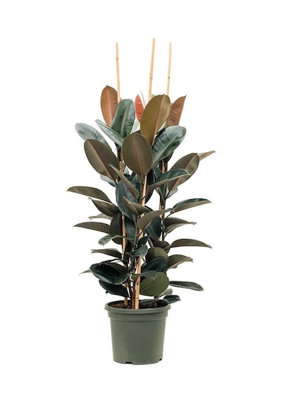 Kauçuk – Ficus Elastica 40- 60 cm