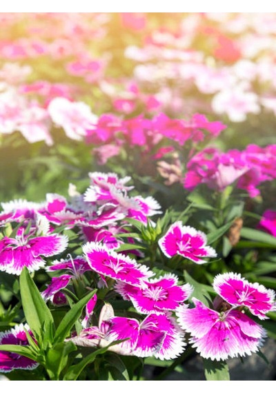 Videolu Öğretmenler Gününe Özel Hüsnüyusuf Hediyeli Begonvil 30 40cm 1adet Saksılı Bougainvillea