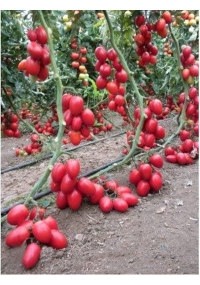 Saksılık Zeytin Cherry Domates 25+Tohum