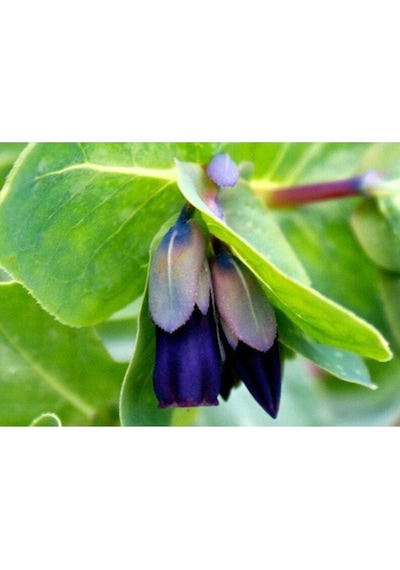 10 Adet Cerinthe Major, Pride Of Gibraltar, Honeywort Tohumu