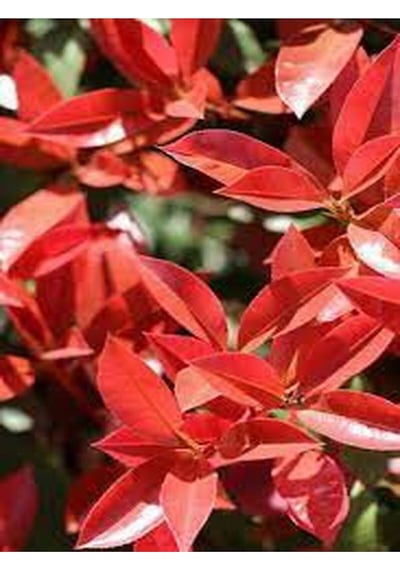 Alev Çalısı Bitkisi 40 Cm Saksılı/tüplü Dış Mekan Bitkisi Photinia Serrulata