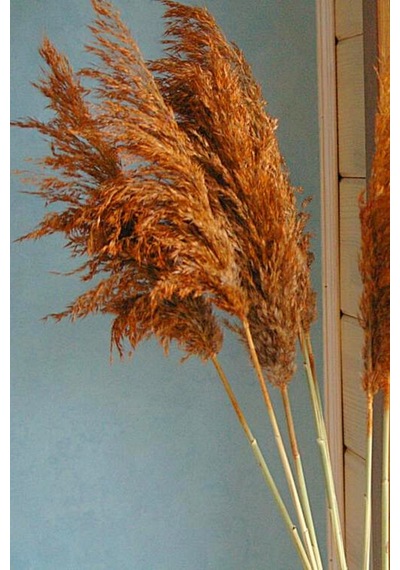 Büyük Demet Pampas Turuncu 100 Cm 8'li