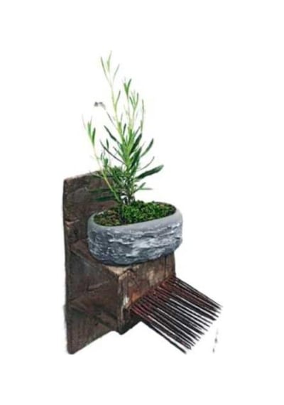 Saksıda Lavanta Fidesi Fidanı 10-20 Cm