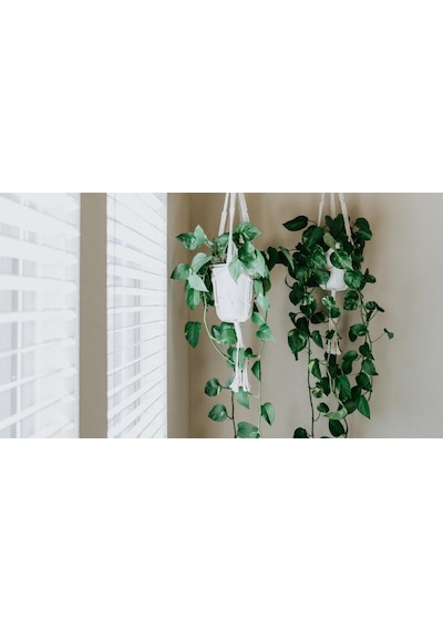 Alacalı Pothos Sarmaşığı& Yeşil Pothos Sarmaşığı- Askılı Saksıda