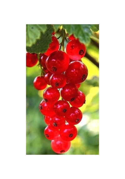 Açık Kırmızı Frenk Üzümü Fidanı 10-20 Cm