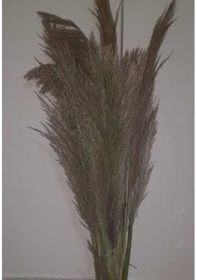 Pampas 3 Adet