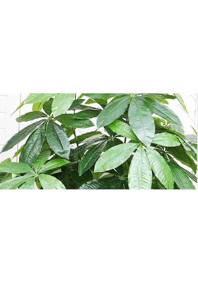 Yapay Çiçek Demet Şeflera Bitkisi 18dal 75cm Salon Çiçeği Yapay Bitki Pachira Macrocarpa