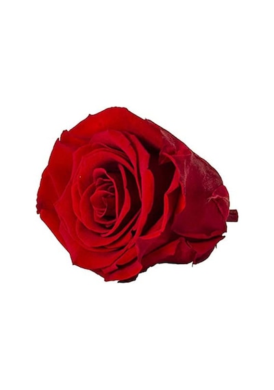 Rose Amor red-02 kırmızı şoklanmış solmaz gül XL