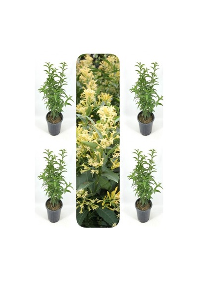 Yoğun Kokulu Melisa Çiçeği 4 Adet 55-80 Cm Saksılı/tüplü Bahçe Bitkisi Cestrum