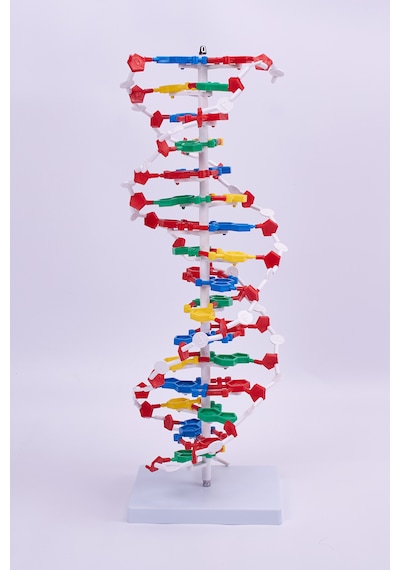 Dna Modeli - Dna Maketi 01