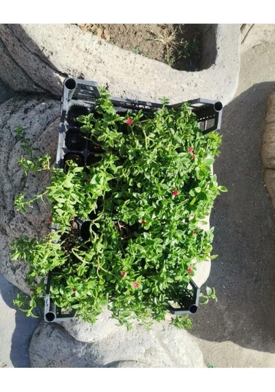 Buz Çiçeği Fidanı Skulent & Kaktüs Aptenia Cordifolia 10-20 Cm